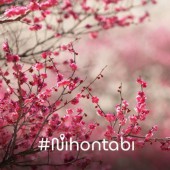 Chuyên đề Hoa Anh Đào